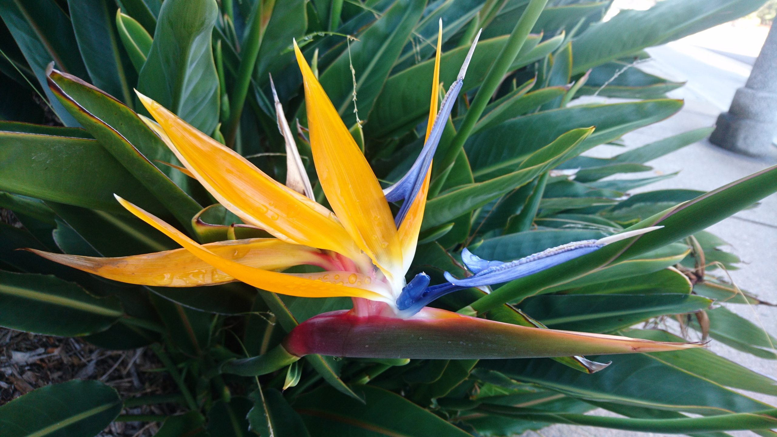 洒脱日記169：5時起きは三文の徳