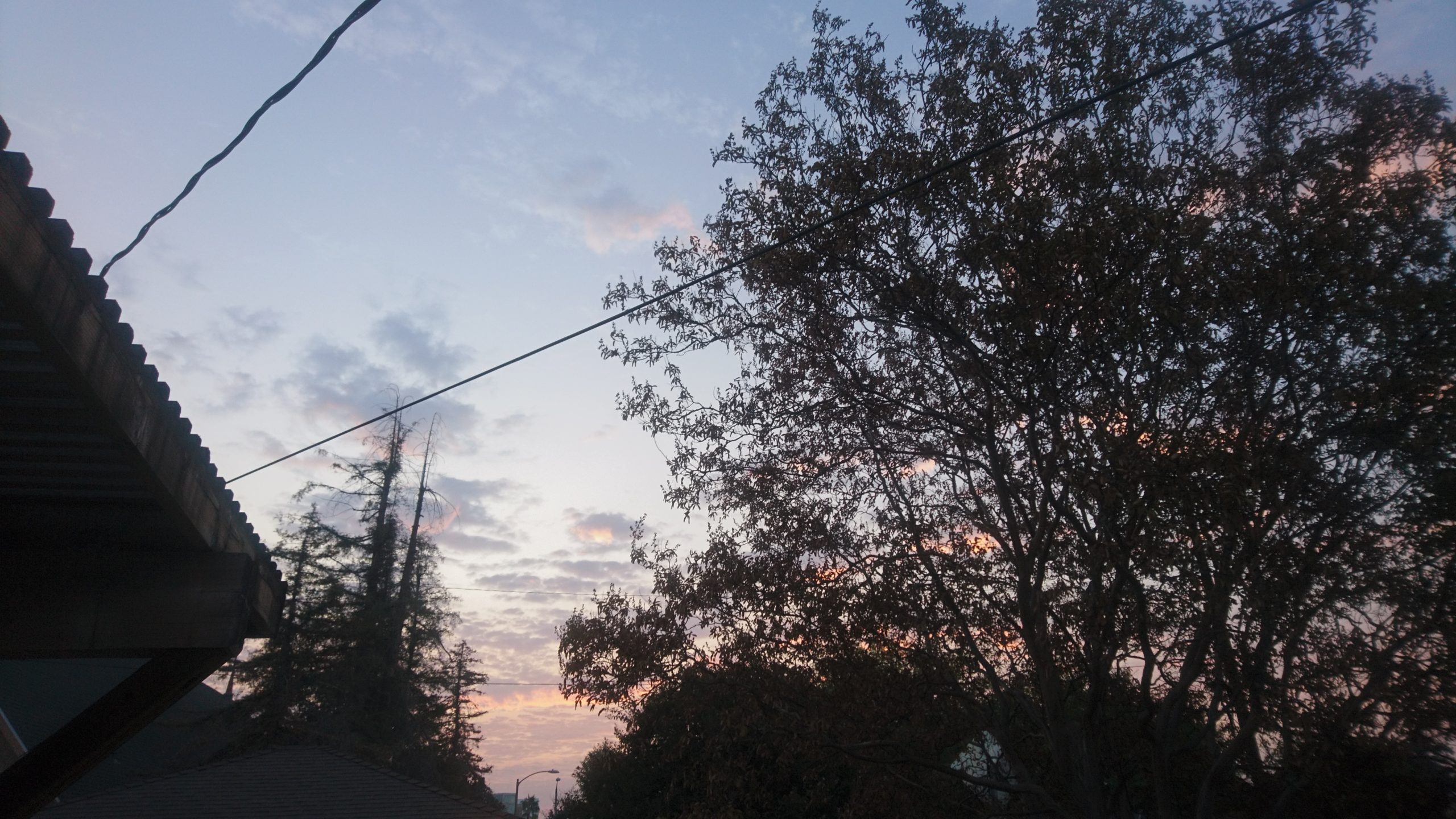 洒脱日記178：散歩に行きました！