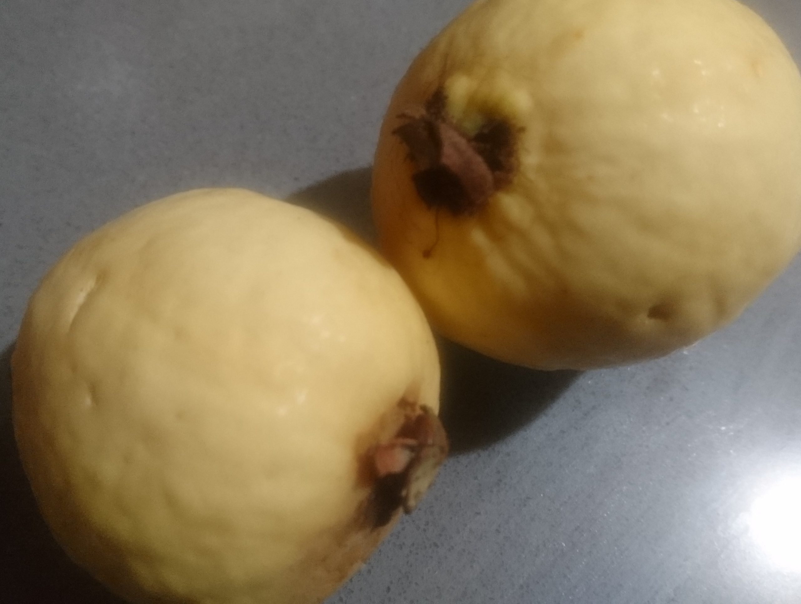 洒脱日記189：グアバが空から降ってくる！