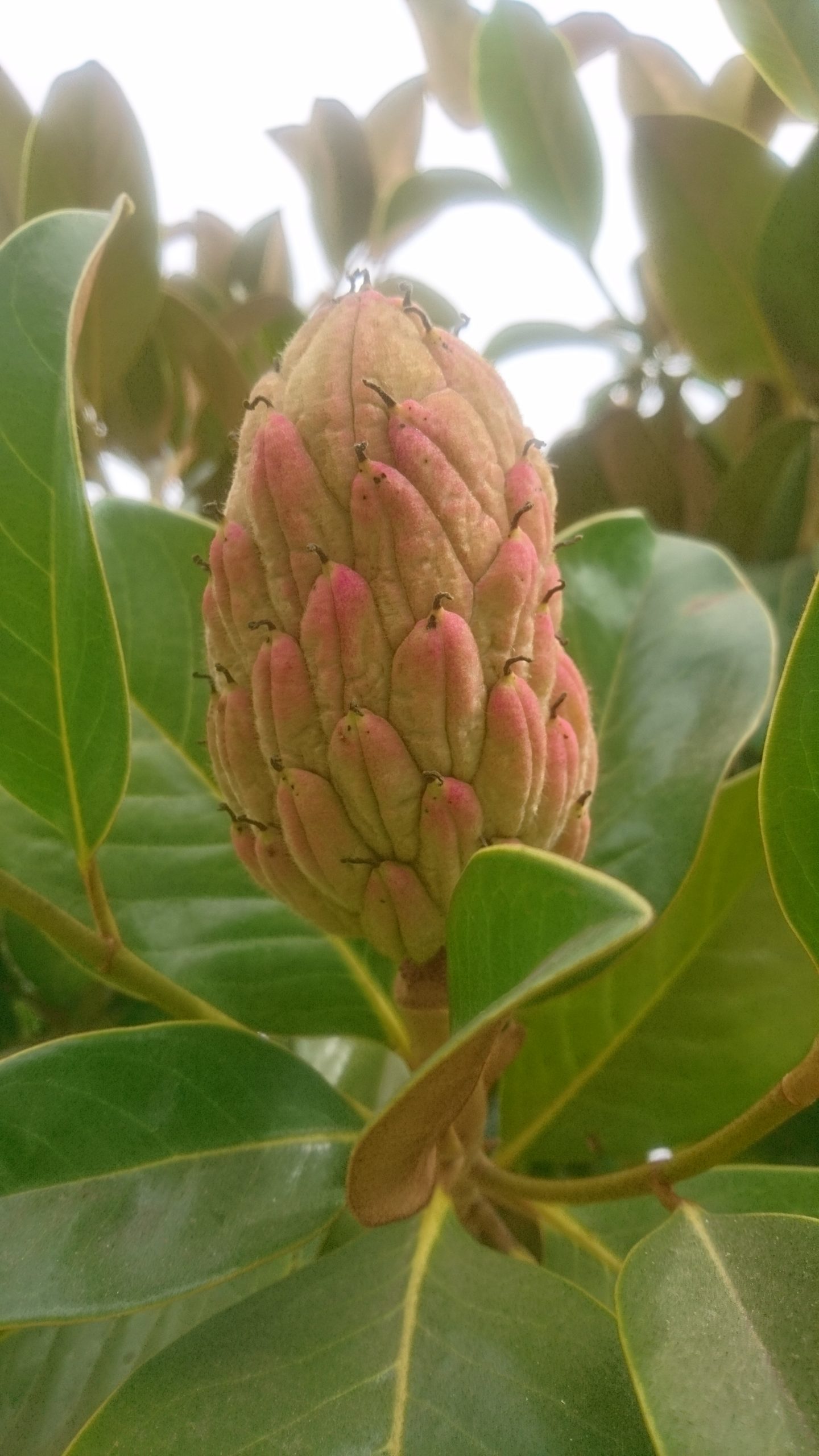 洒脱日記197：王様は裸だ！