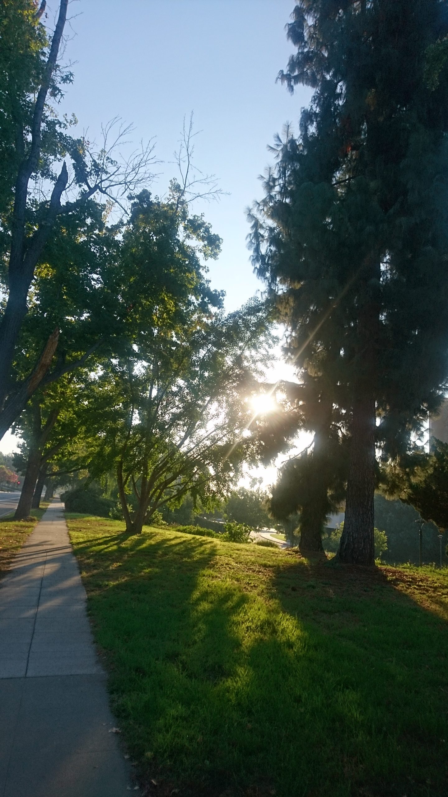 洒脱日記207：出来るようにやる。