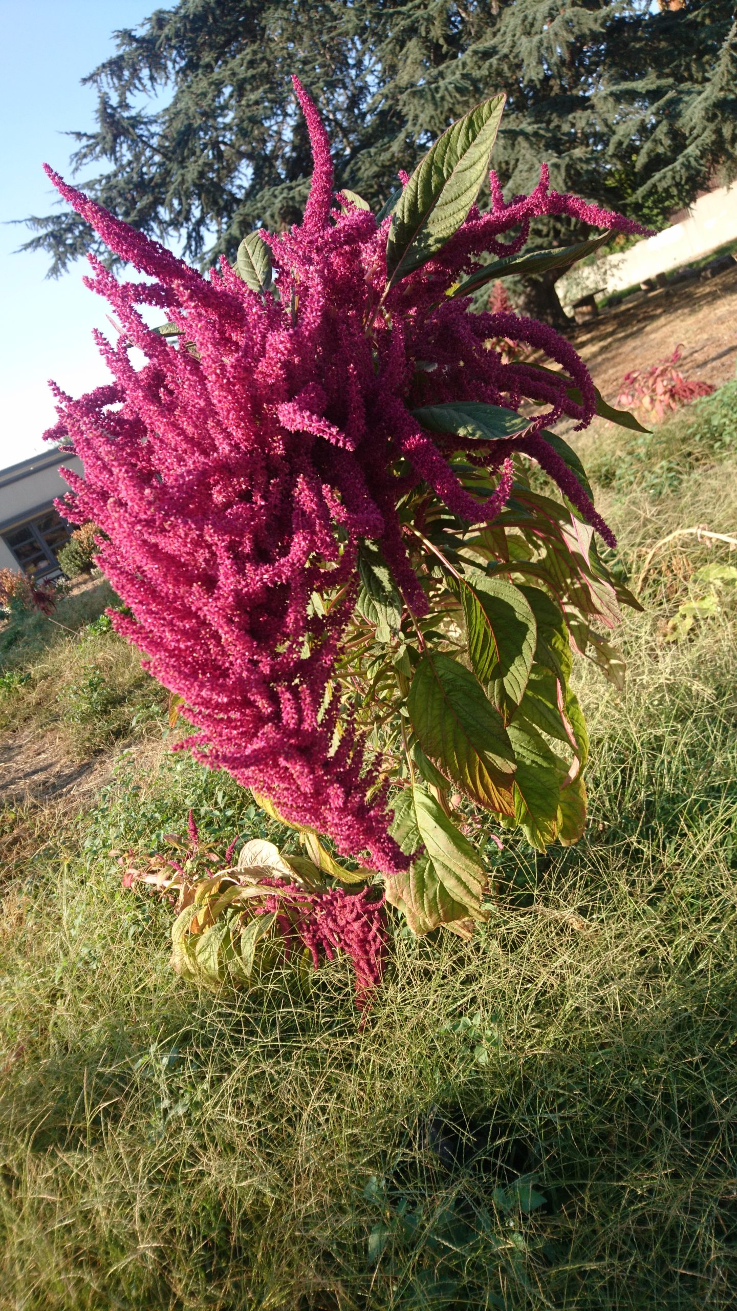 洒脱日記209：好機に色々応募！