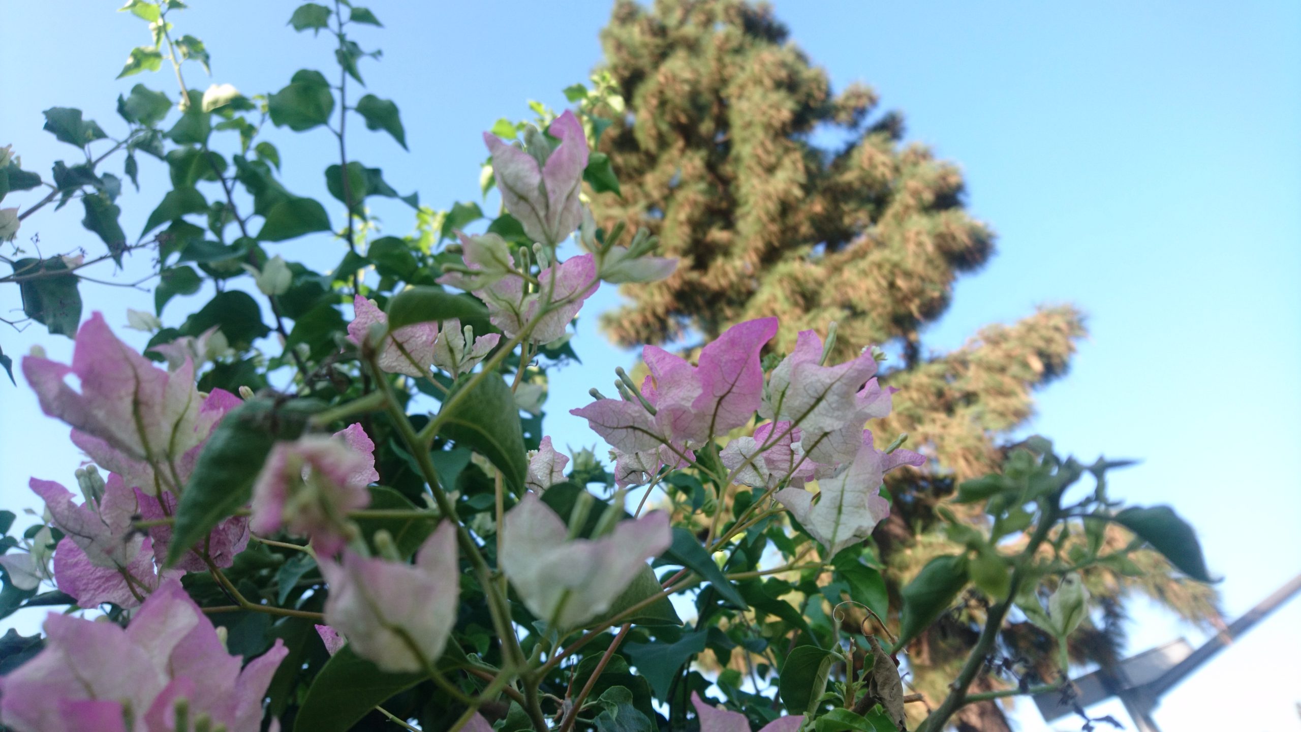 洒脱日記205：脳が豆腐化