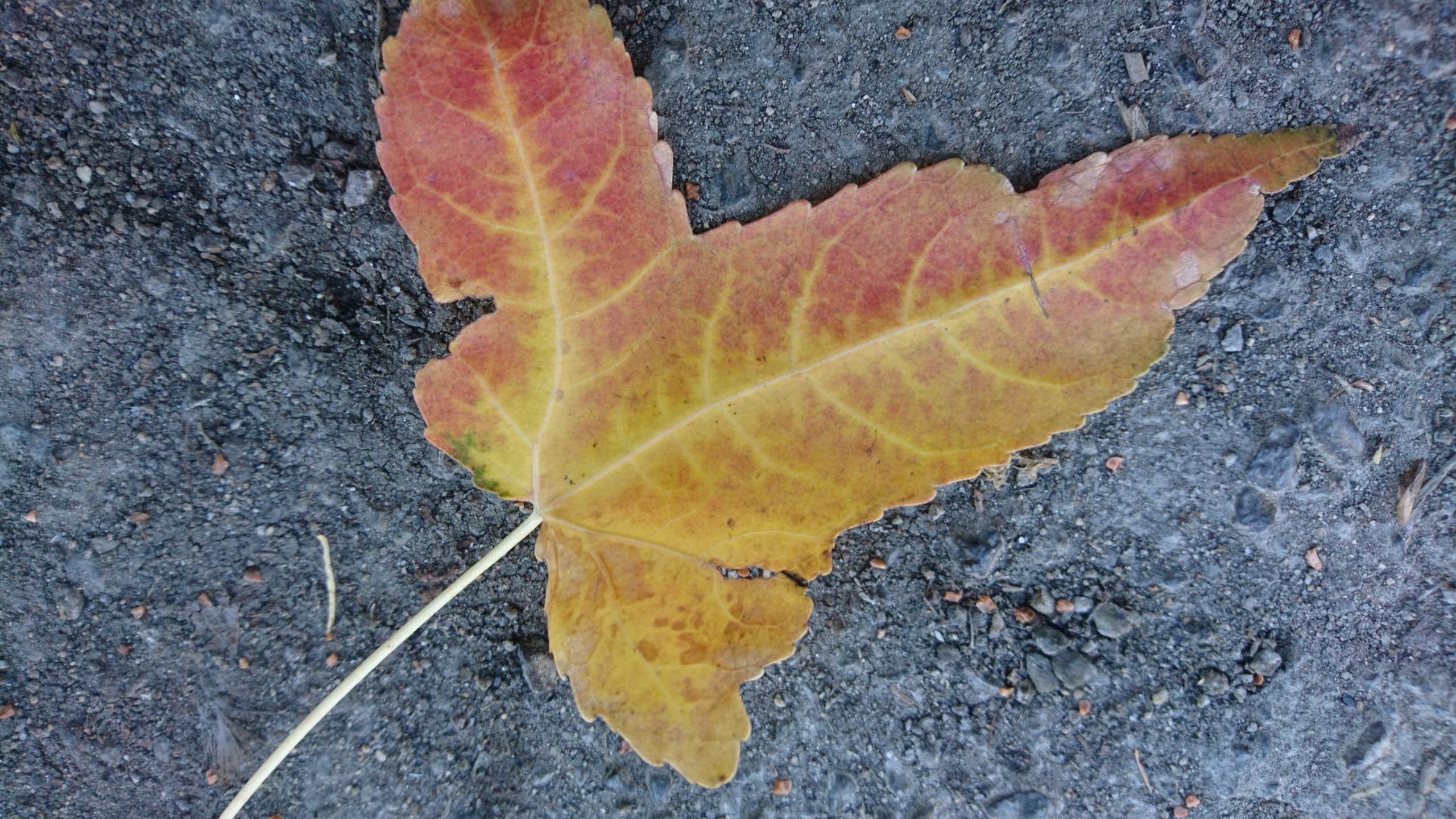 洒脱日記216：ハロウィーン！