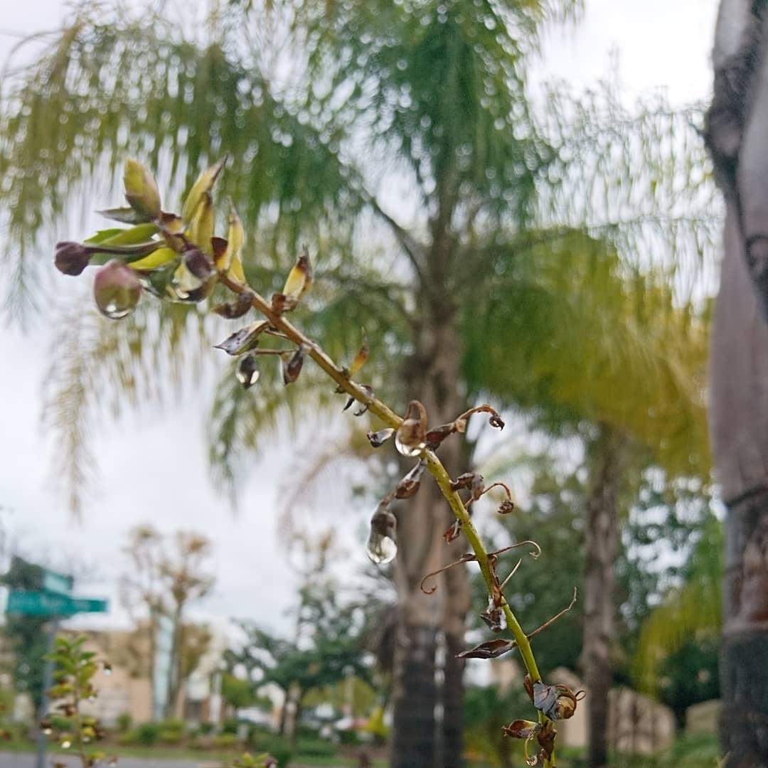 洒脱日記199：朝のバッハ