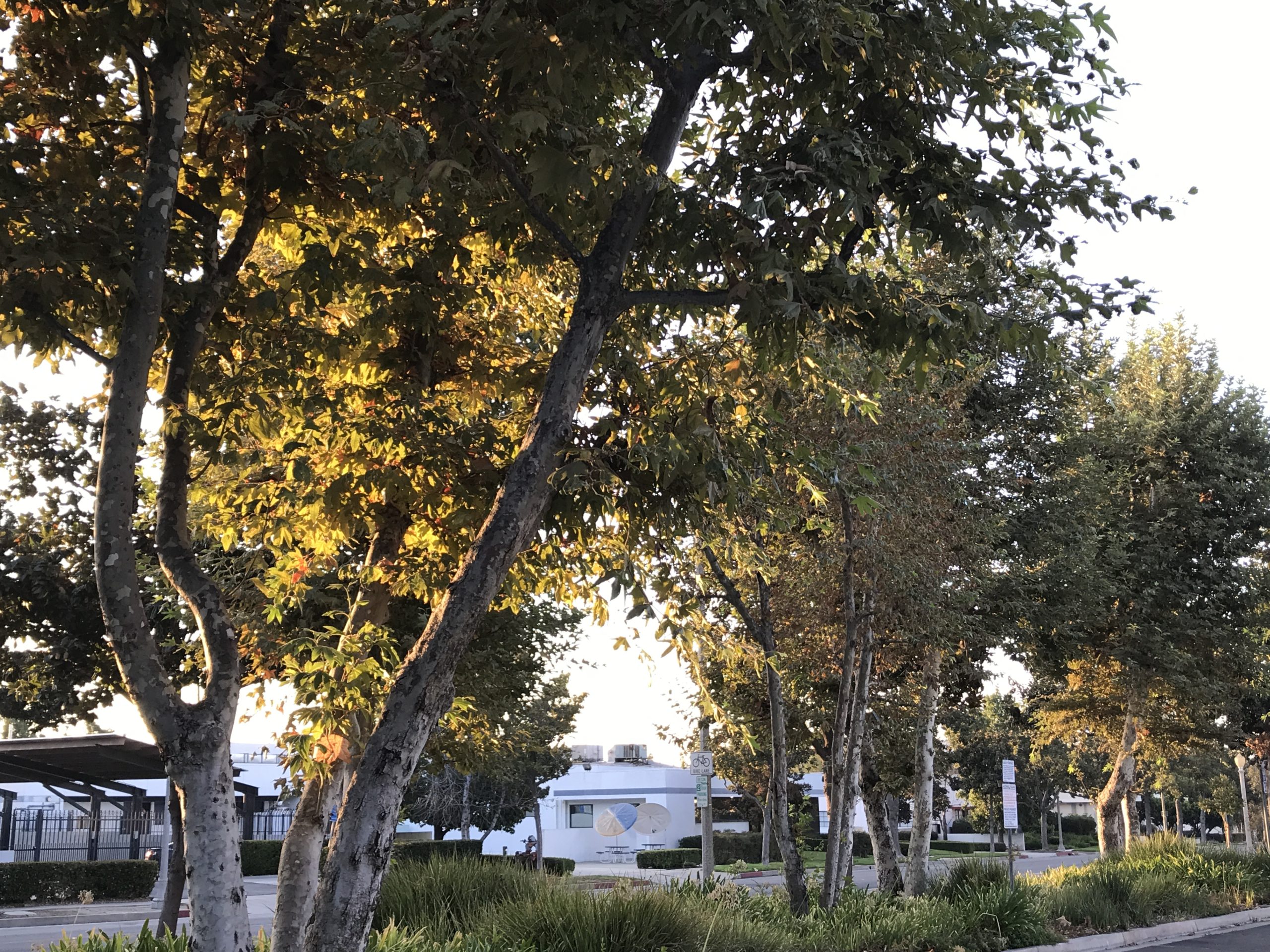 洒脱日記193：元気の伝染