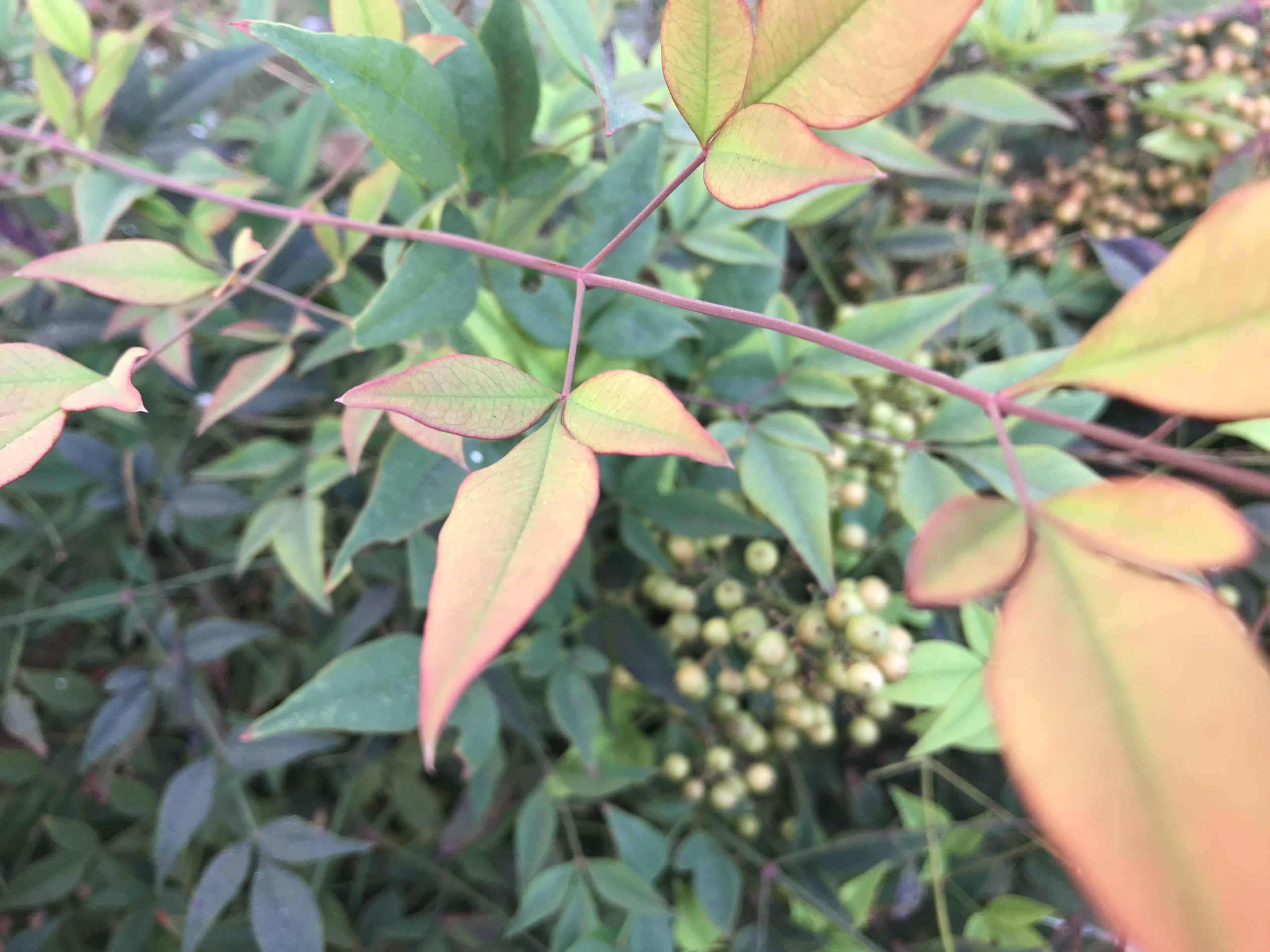 洒脱日記196：最近の朝のルーティーン