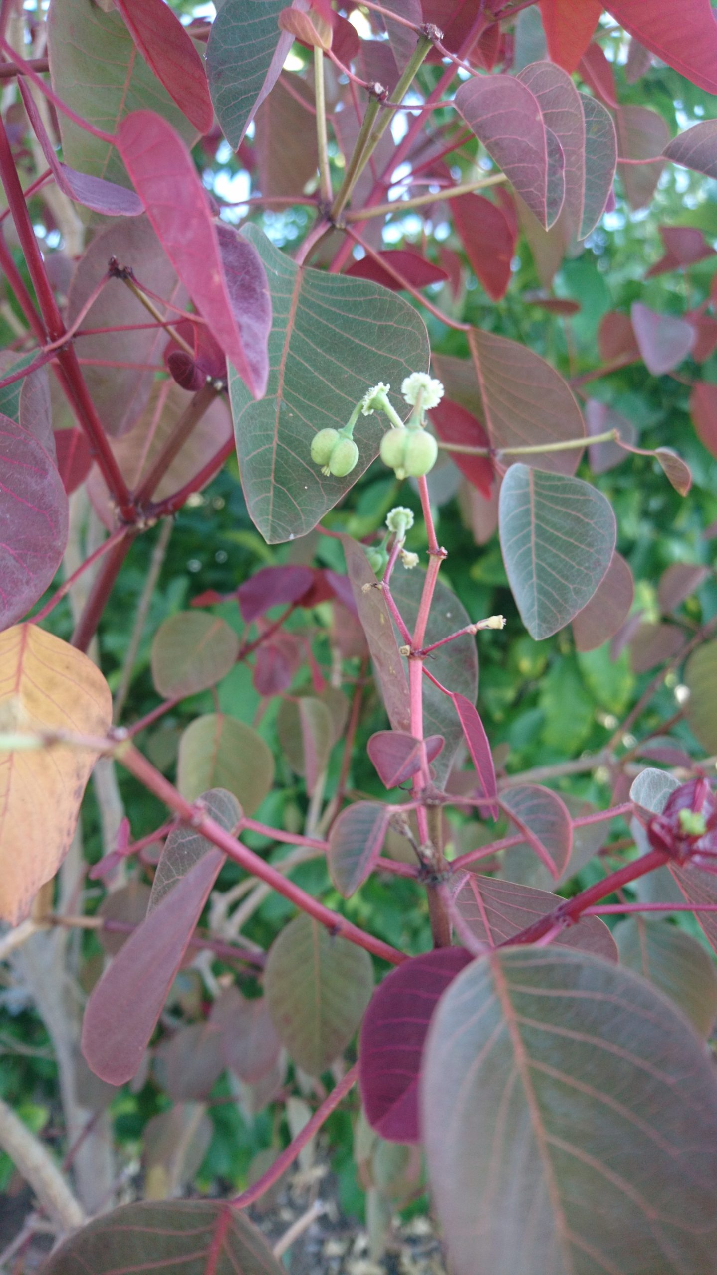 洒脱日記224：100日朝練ライブ配信完了！