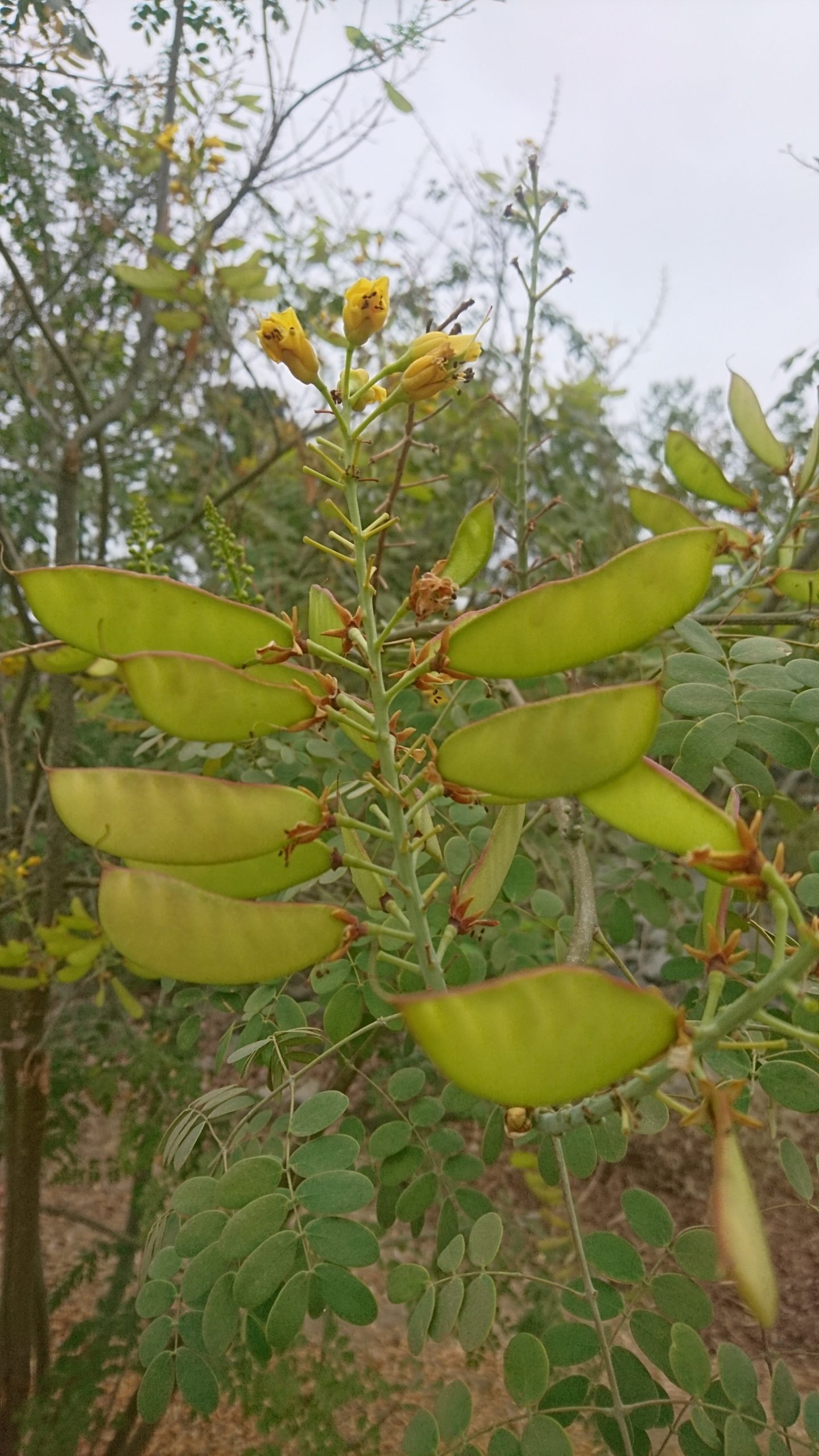 洒脱日記223：日本の冬の寒さを描く。
