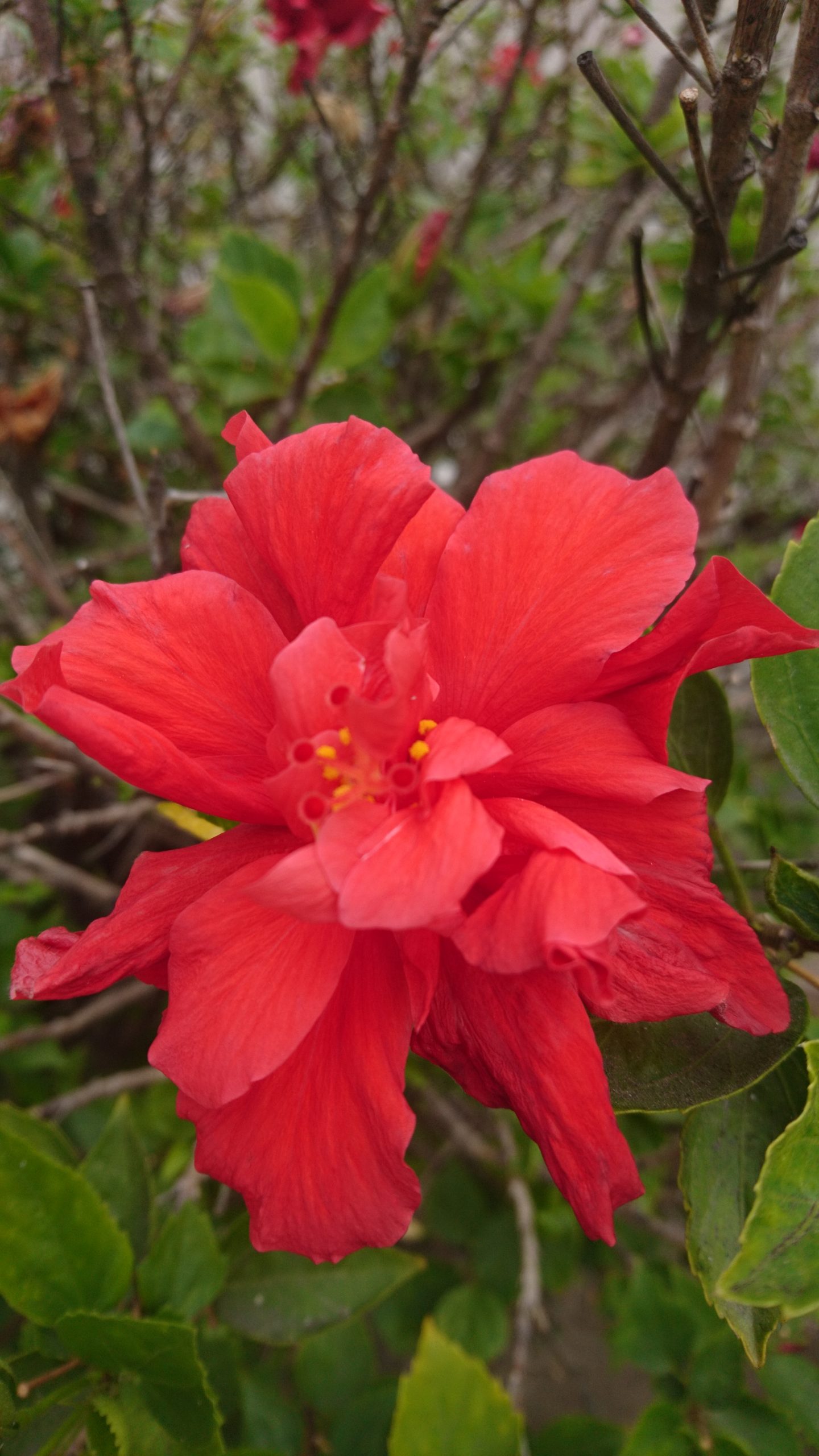 洒脱日記219：選挙翌日