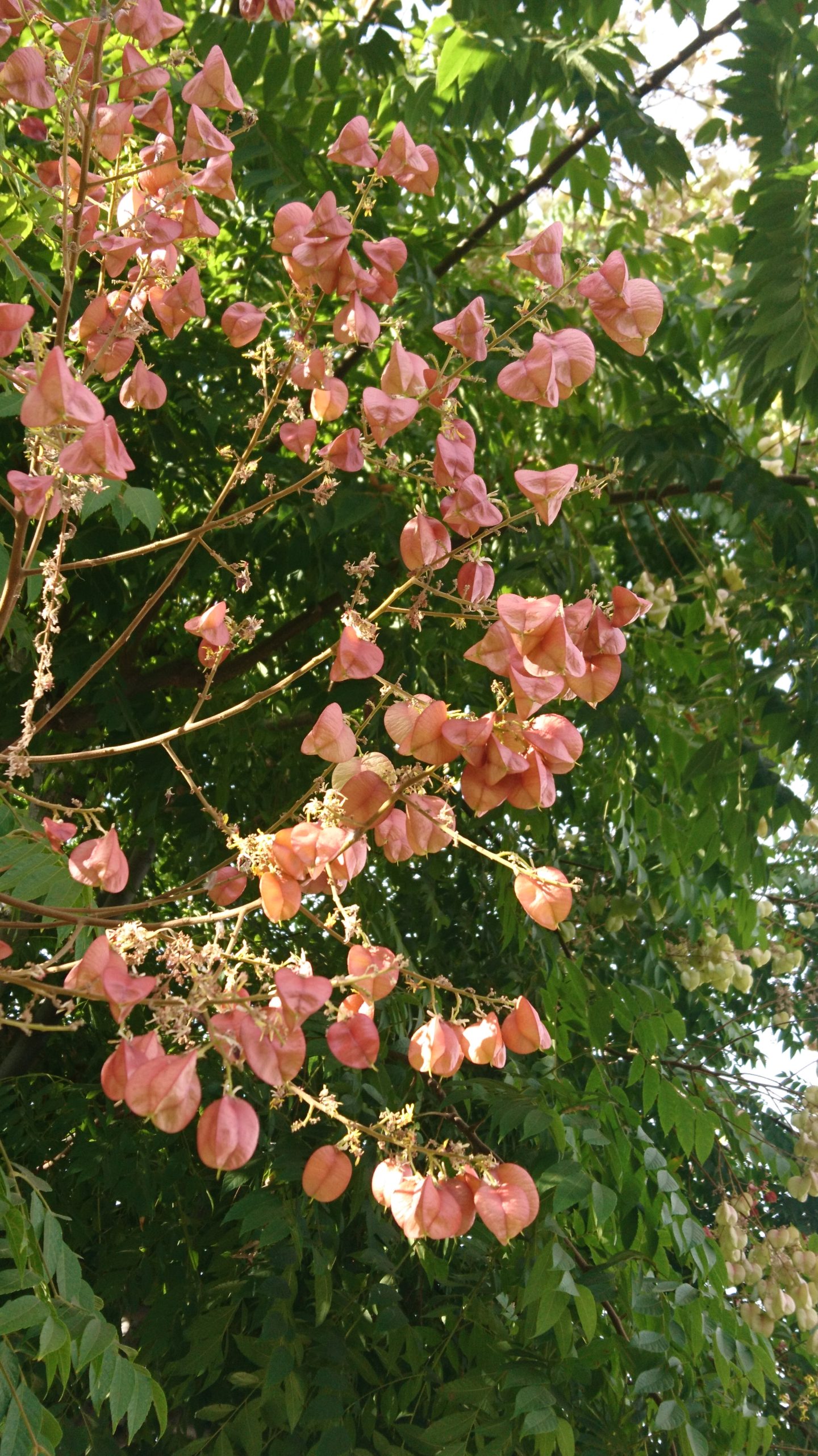 洒脱日記218：選挙当日