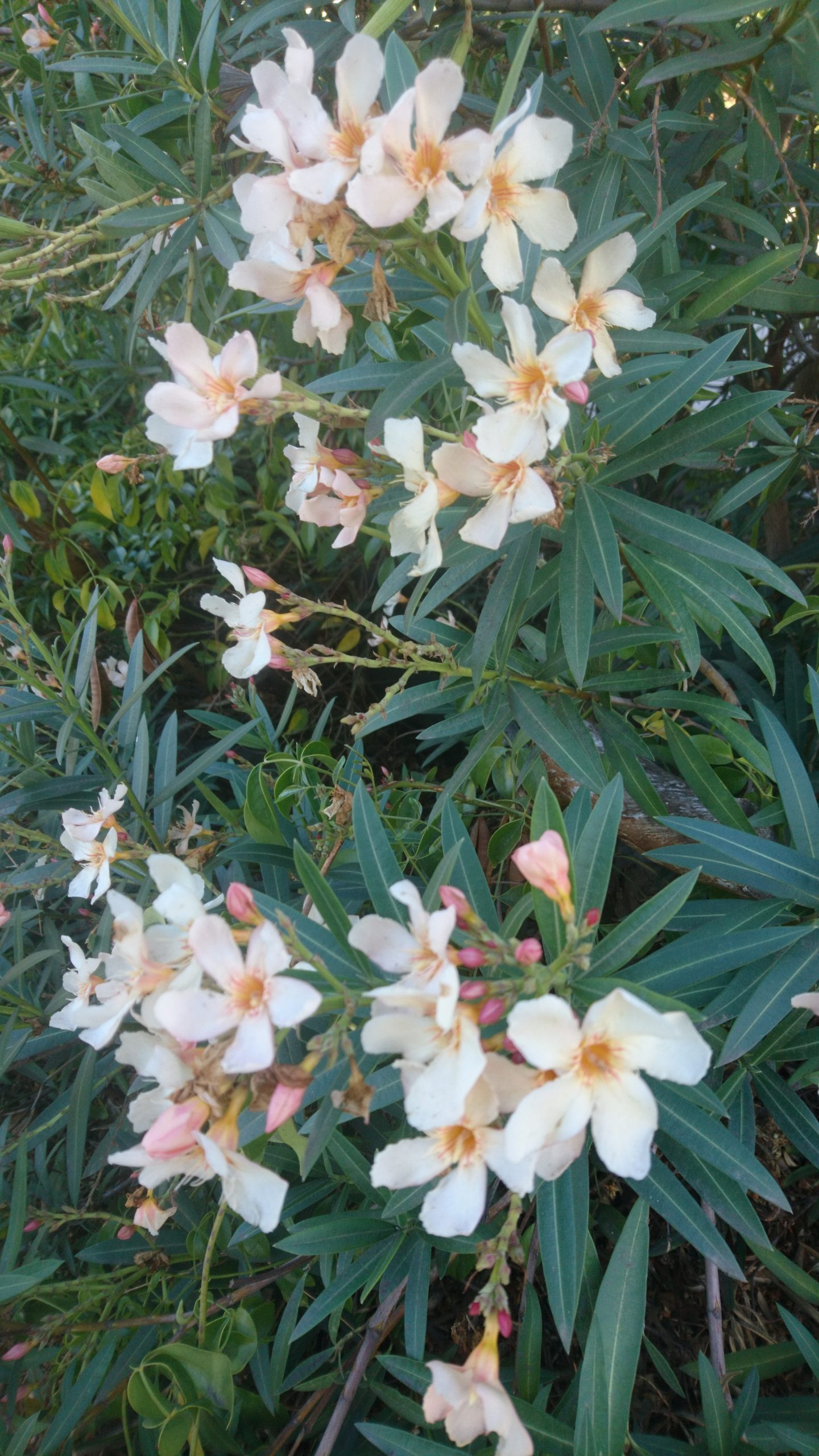 洒脱日記227：物書きまっしぐら！