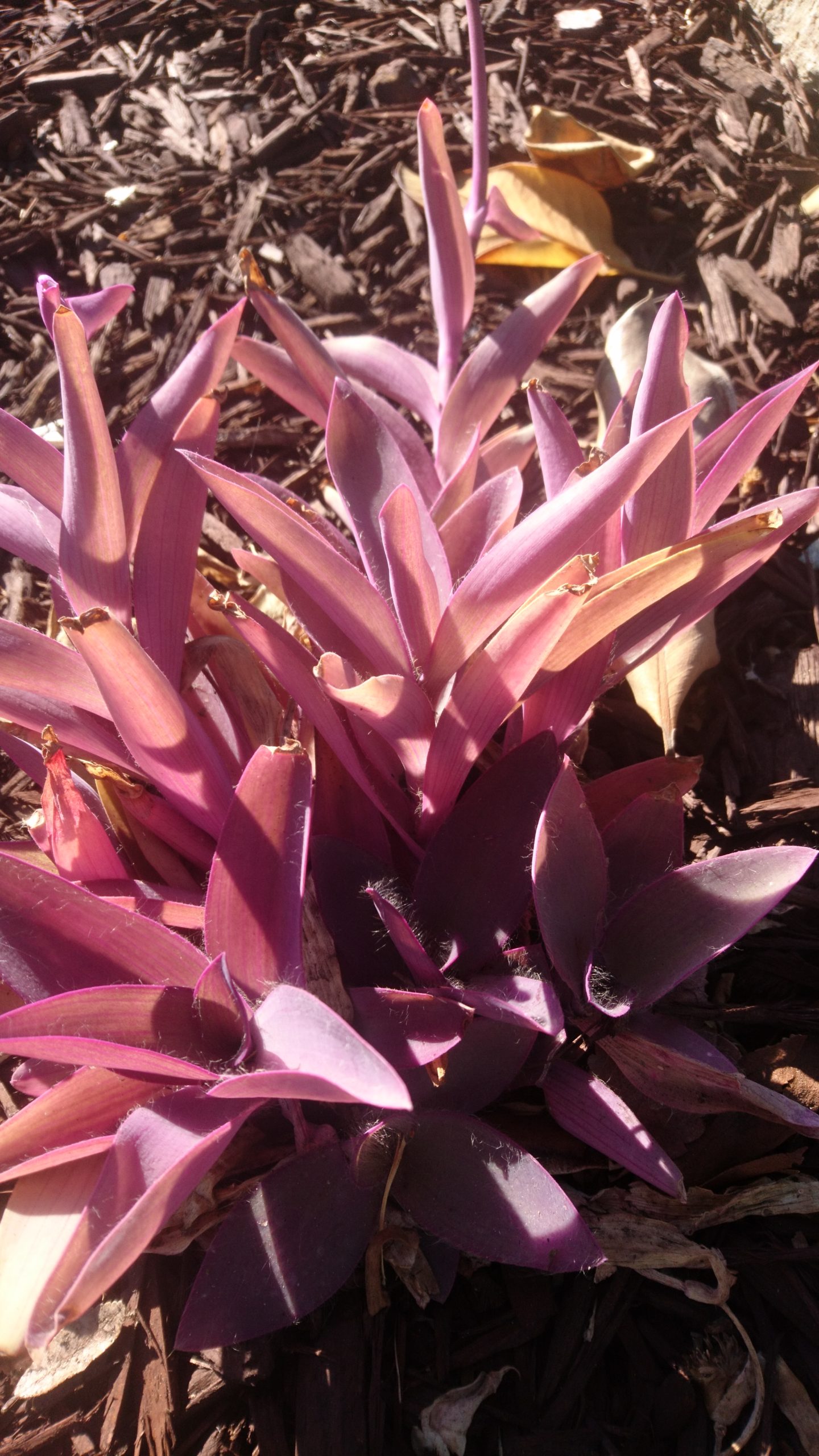 洒脱日記226：学術を物語に変換する