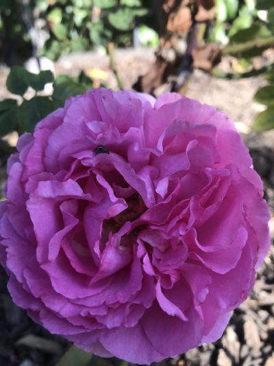 洒脱日記229：節目に向けて