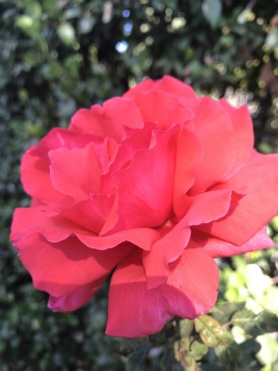 洒脱日記230：感謝と共に。