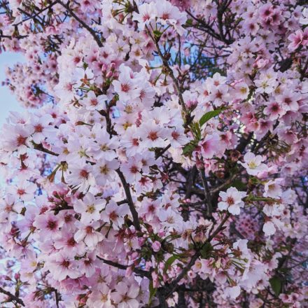 明鏡日記①　「カチッ」ーマキコ、再稼働‼