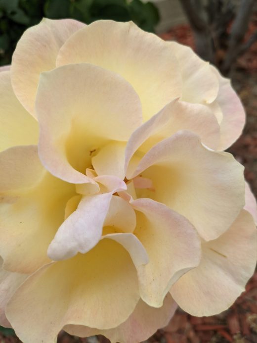 明鏡日記⑦：ファイザー後遺症で一日とろ～り。