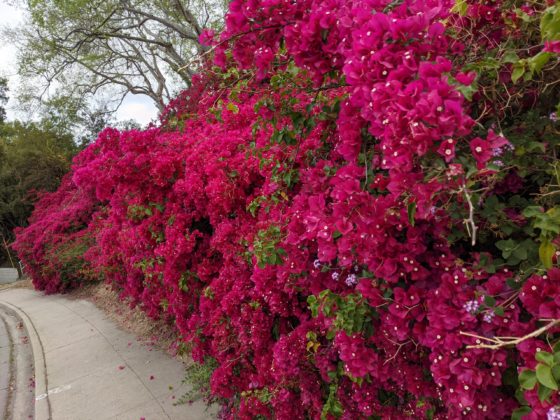 明鏡日記⑧：ファイザー3日後の病み上がり状態：フワフワふらふら