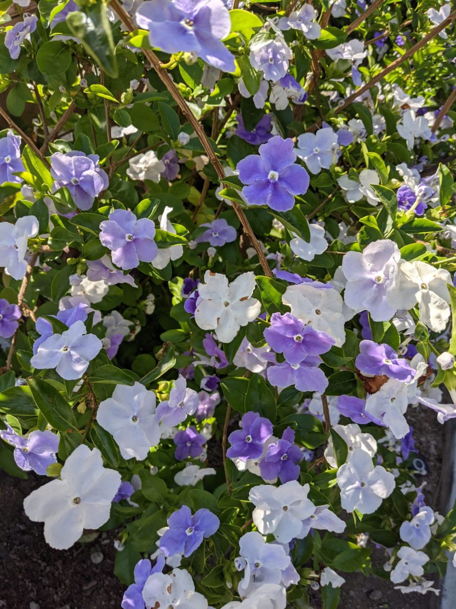 明鏡日記⑫：練習のヴィデオ録画