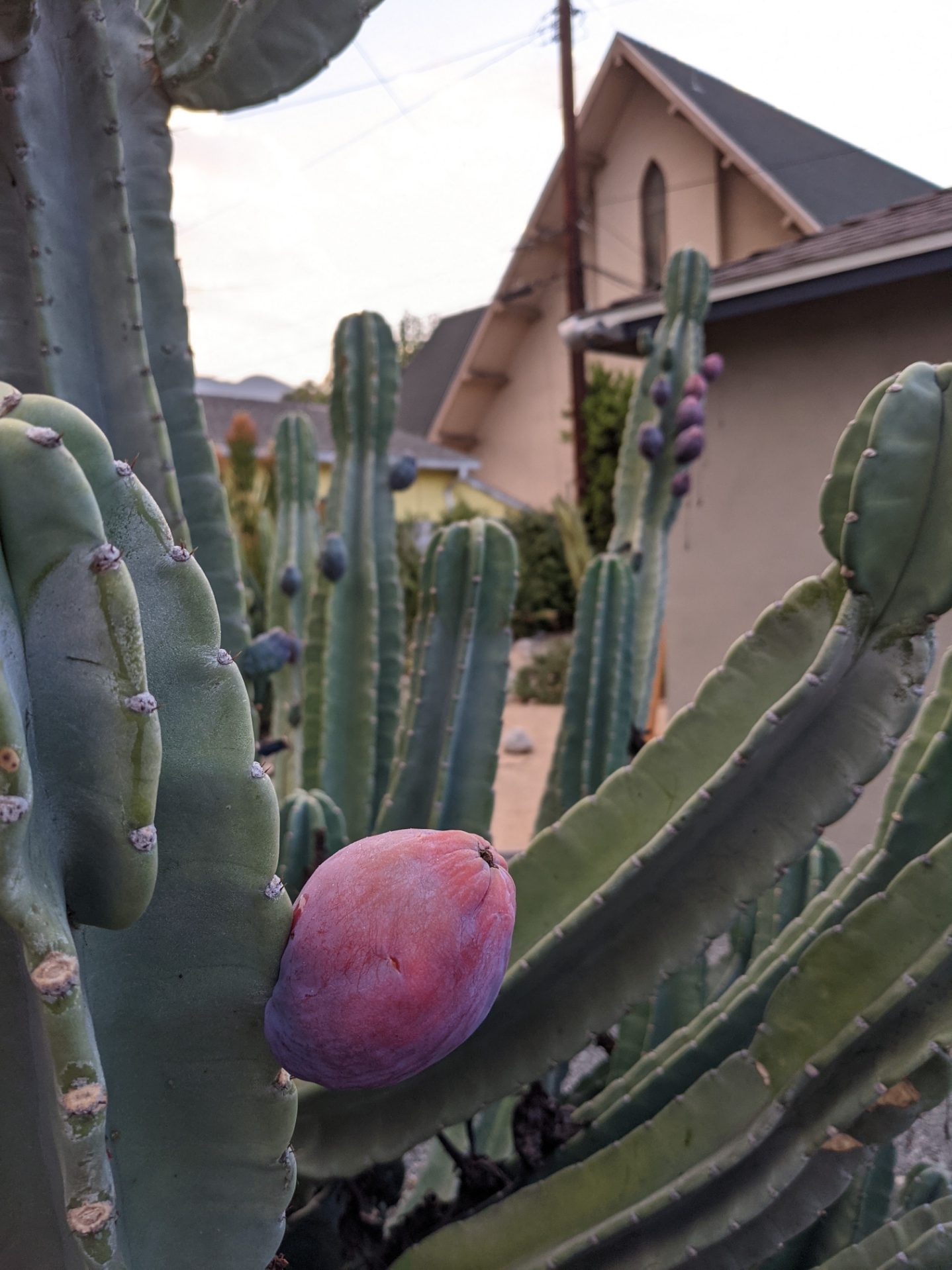 明鏡日記58：我が家の可愛いサボテンの実